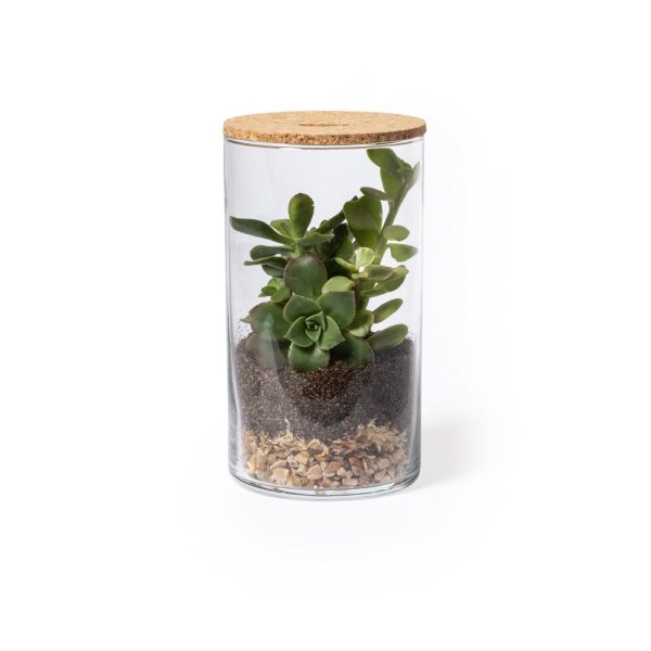 Szklane terrarium, nasiona kaktusa P043777X