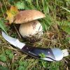 Nóż do grzybów PILZ Schwarzwolf P085809K