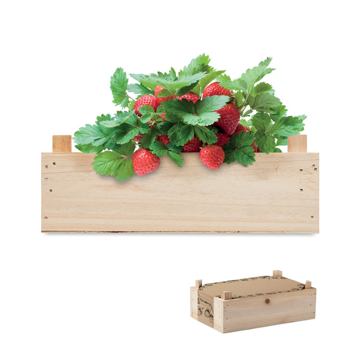 Zestaw do uprawy truskawek P039844O MI-MO6506-40